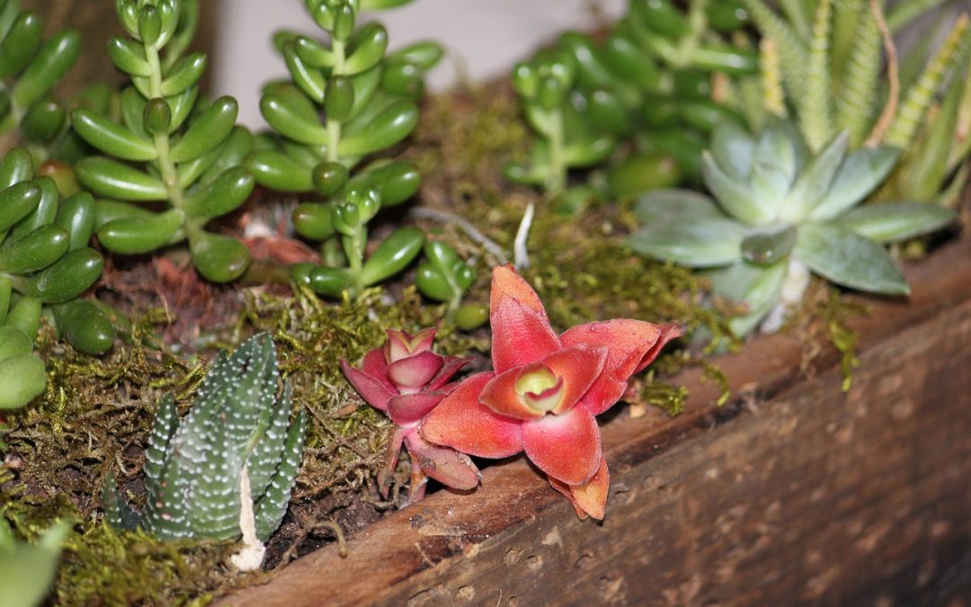 Matériaux bon marché pour améliorer l’apparence de votre jardin !