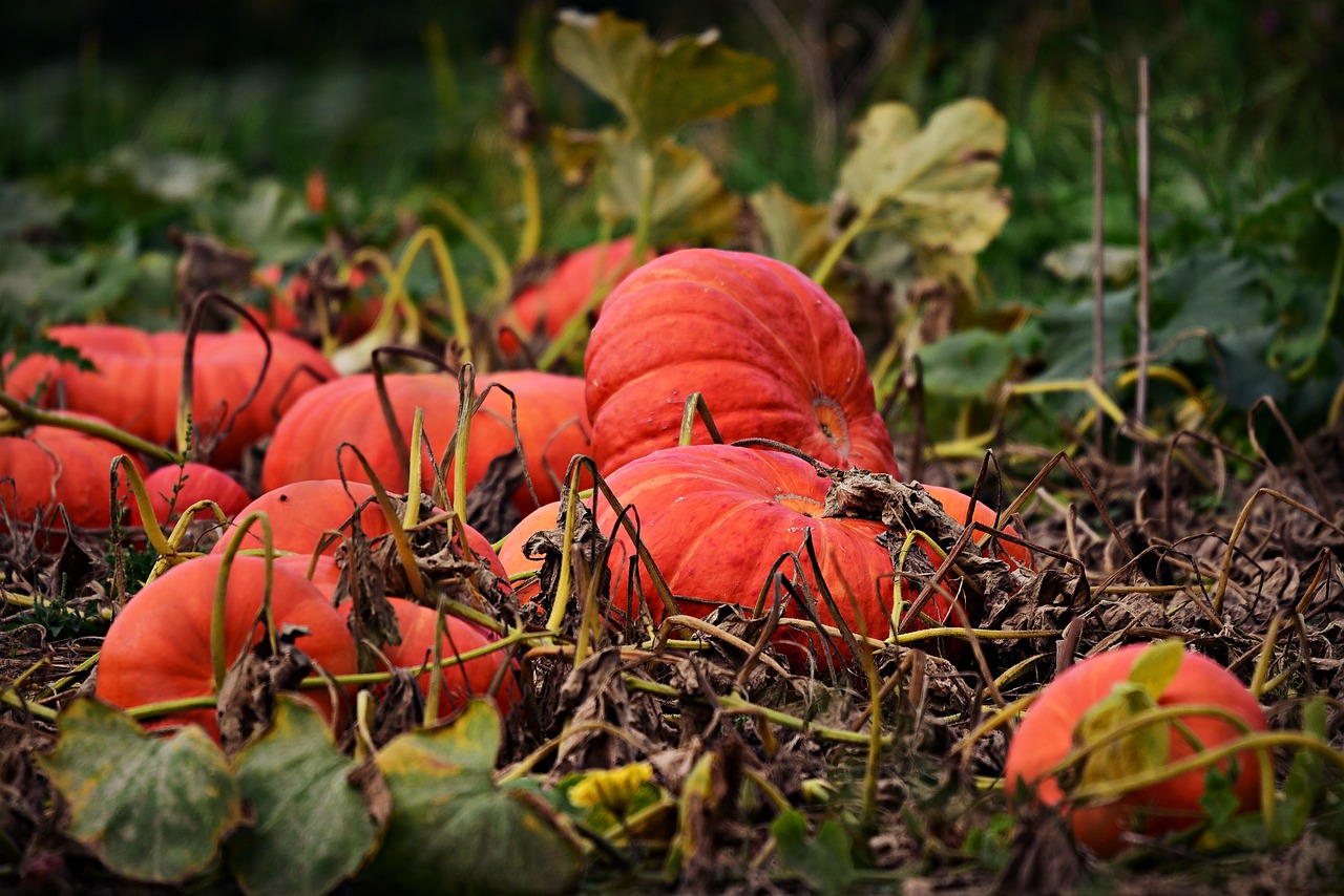 Avoir un jardin potager de 30 m2, oui c’est possible